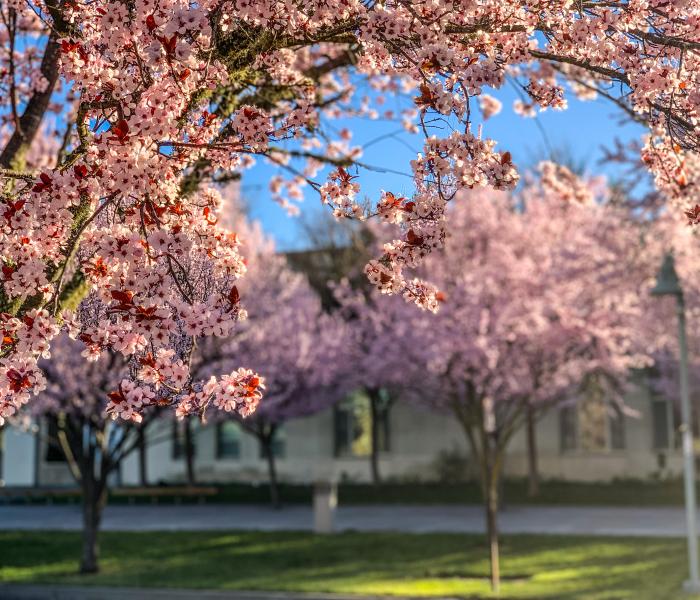 Blooming Trees by the Green Music Center