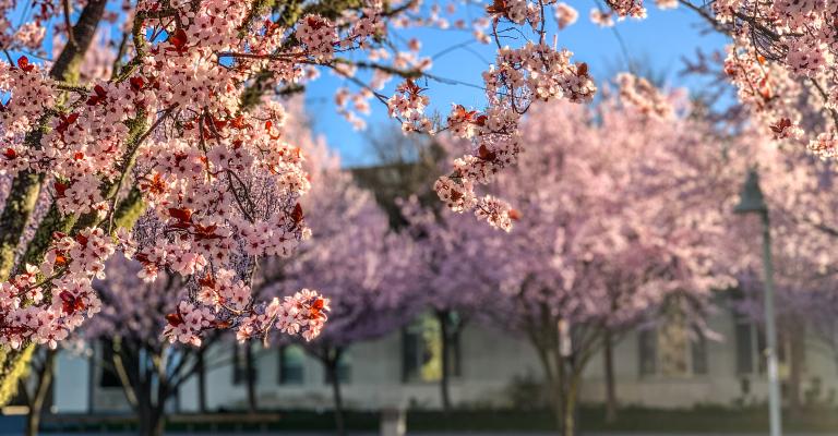 Blooming Trees by the Green Music Center